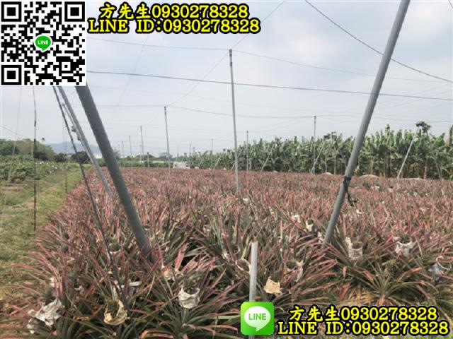 玉井農地-9