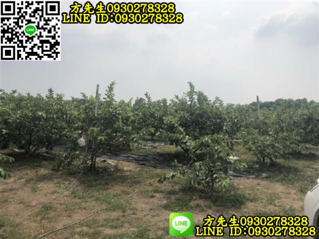 玉井農地-4